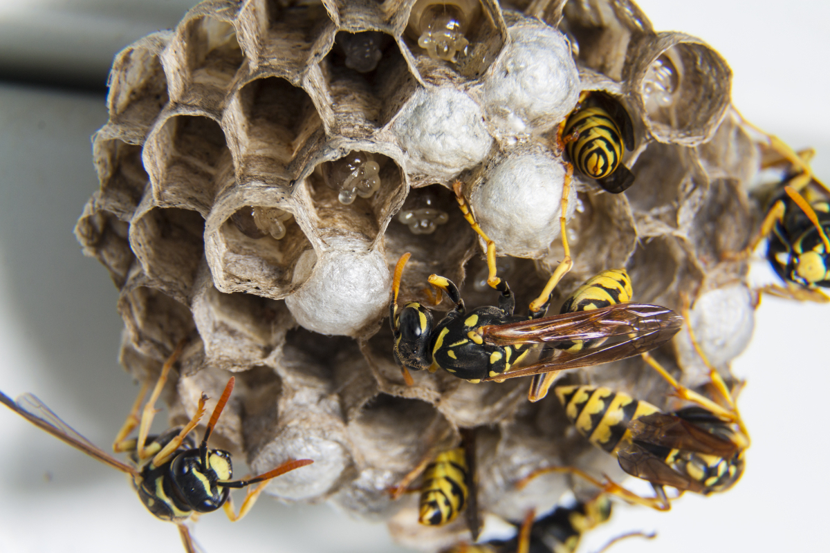 Can I get Rid of a Wasps Nest Myself Can I get Rid of a Wasps Nest Myself